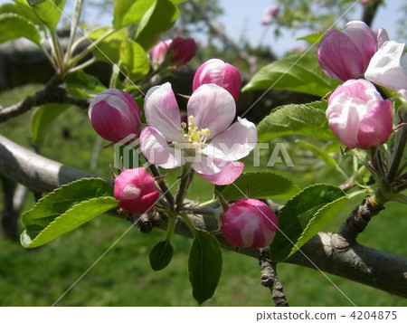 Apple flower Apple flower 4204875