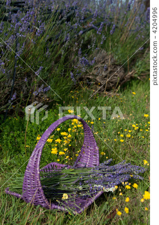 薰衣草籃子 4204996