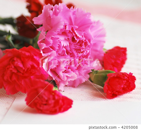 Close-up of carnation placed on the message card 4205008