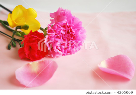 康乃馨 蒼白 花道 4205009