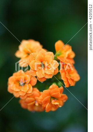 Kalanchoe·女王玫瑰和雨滴 Kalanchoe·女王玫瑰和雨滴 4205012