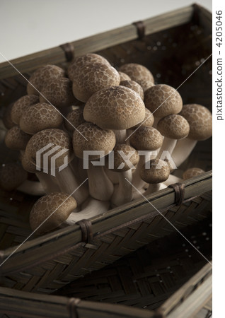 shimeji mushroom, brown beech mushroom, beech shimeji 4205046