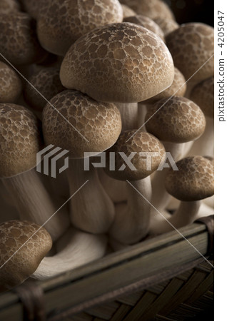 shimeji mushroom, brown beech mushroom, beech shimeji 4205047