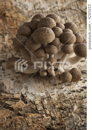 shimeji mushroom, brown beech mushroom, beech shimeji 4205055