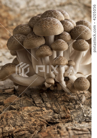 蟹味菇 秋季原料 褐色櫸木香菇 4205056