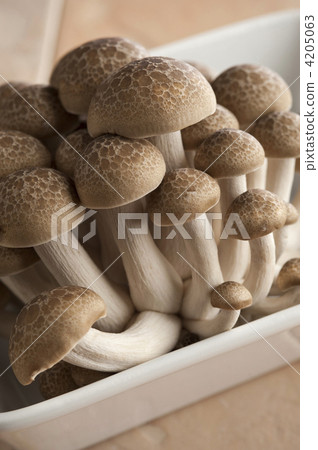 蟹味菇 褐色櫸木香菇 秋季原料 4205063