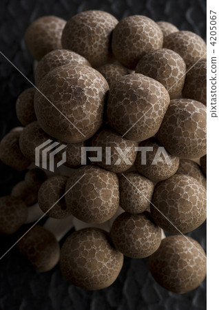 shimeji mushroom, brown beech mushroom, beech shimeji 4205067