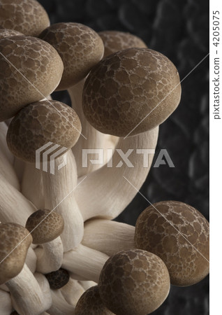 蟹味菇 褐色櫸木香菇 秋季原料 4205075