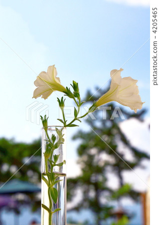 Tsukubane牽牛花 4205465