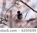 Great tit 4205699