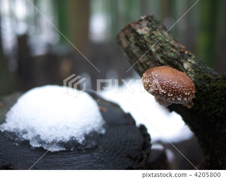 Shiitake mushroom cultivation Shiitake mushroom cultivation 4205800