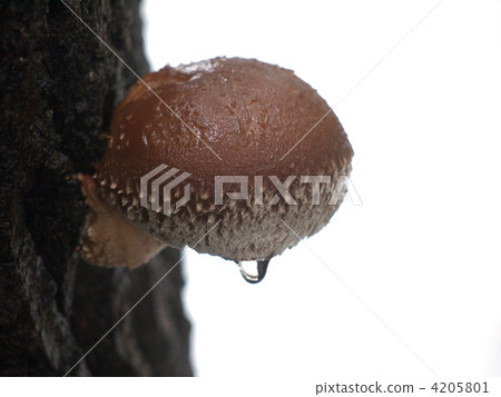 Shiitake mushroom cultivation Shiitake mushroom cultivation 4205801