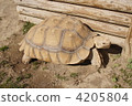 Land turtle 4205804