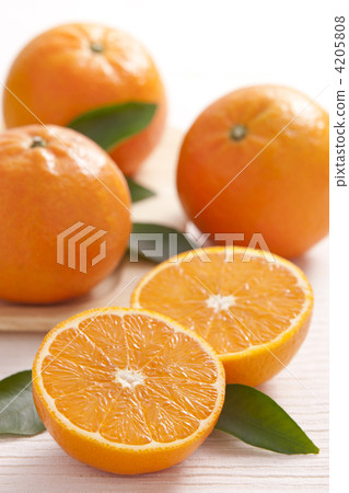 短觀 短觀 4205808