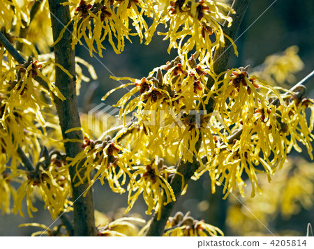金縷梅 豐收 金縷梅粳稻 4205814
