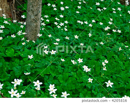 anemone nikoensis, bloom, blossom 4205816