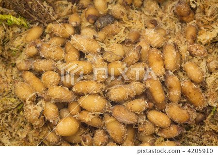 Sagisou的球 Sagisou的球 4205910