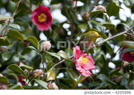 White-eye White-eye 4205996