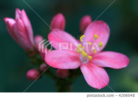 花木 花 樹 4206048