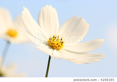 大波斯菊 花朵 花 4206165