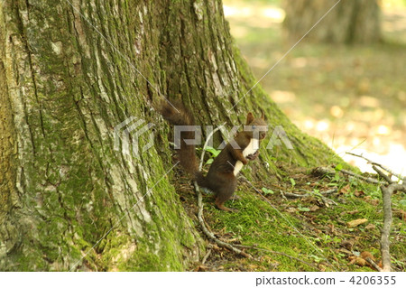 松鼠 廣告詞留白 小動物 4206355