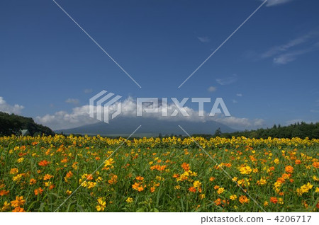 Fuji and the flower garden Fuji and the flower garden 4206717