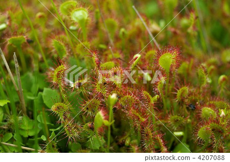drosera, carnivorous plant, insectivorous plant 4207088