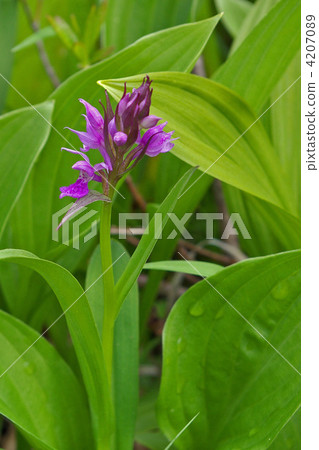 Hakusan Chidori 4207089