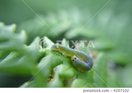 無毛的毛毛蟲 天蛾 吃甘藍菜的害蟲 4207102