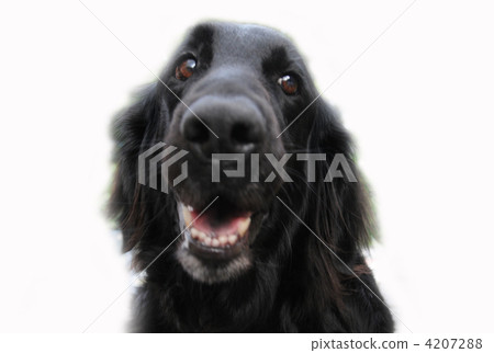 黑狗 獵犬 毛孩 4207288