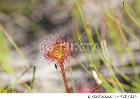 威爾士洋蔥 4207324