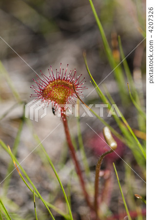 威爾士洋蔥 4207326