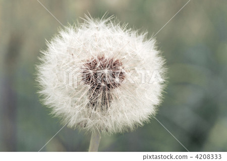 dandelion clock on blurry background dandelion clock on blurry background 4208333