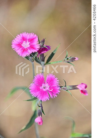 Dianthus flower 4208466