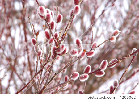 Bud of Spotted Spotted Felines of Feline Willow Spring Felines Bud of Spotted Spotted Felines of Feline Willow Spring Felines 4209062