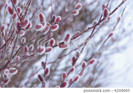 Hayako 's Feline' Wanage 'of Hokkaido 4209065