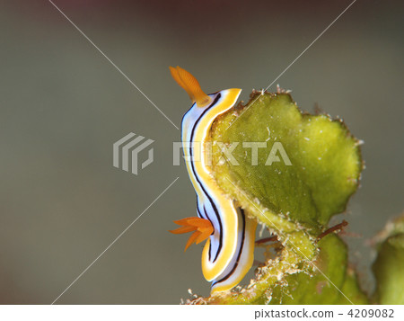 Standing walls climb 4209082