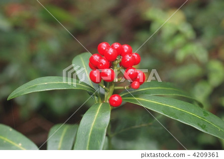 Miyamashikimukimi水果 4209361