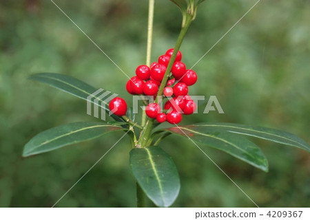 Miyamashikimukimi水果 Miyamashikimukimi水果 4209367