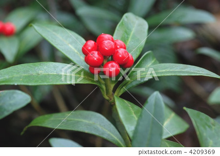 Miyamashikimukimi水果 4209369