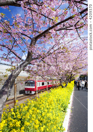 kawaji sakura, kawadzusazakura, transport 4209370