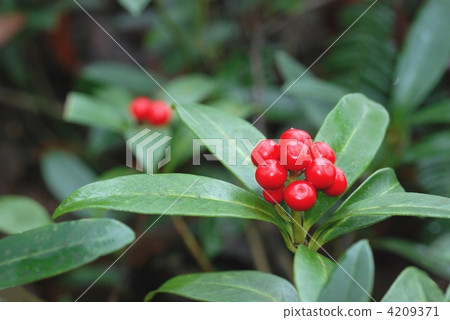 Miyamashikimukimi水果 Miyamashikimukimi水果 4209371