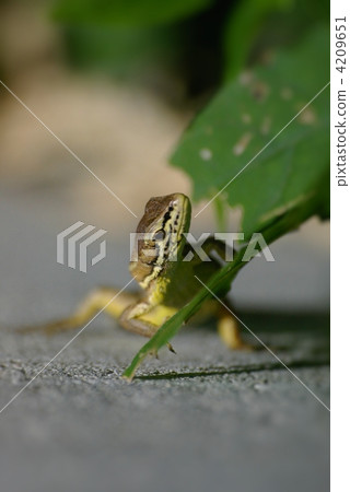 Kana snake aiming at prey Kana snake aiming at prey 4209651