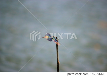 蝴蝶停在桿的尖端 4209666