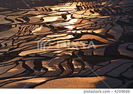 Yuan Yang Tree Rice Terrace 4209686