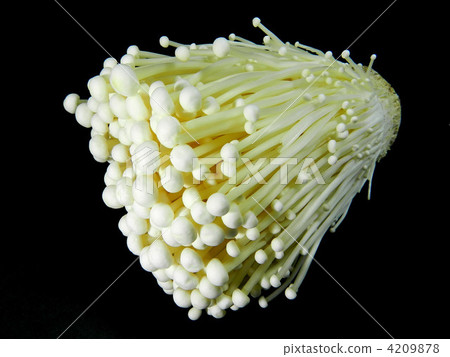 Enokidake（金針菇） 4209878