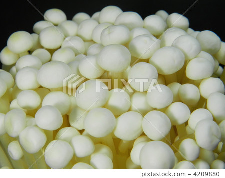 Enokidake (Enoki mushroom) 4209880