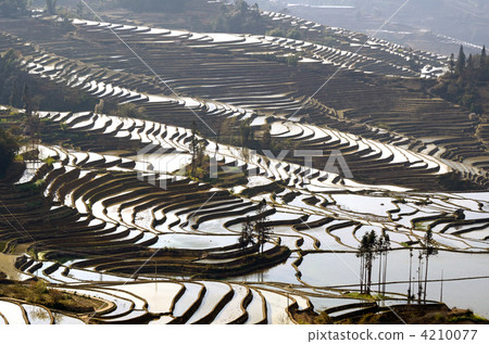Ginya's hemp chestnut tea factory rice terrace 4210077