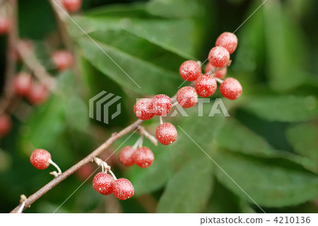 Akishimi fruit Akishimi fruit 4210136