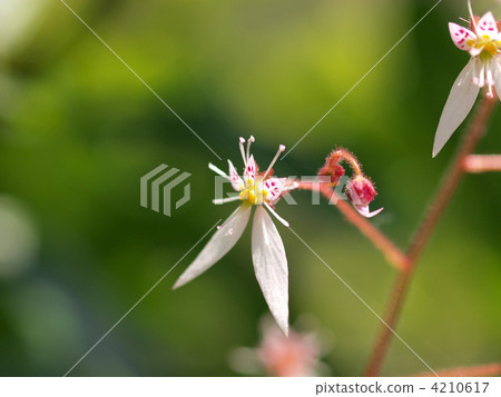虎耳草 4210617